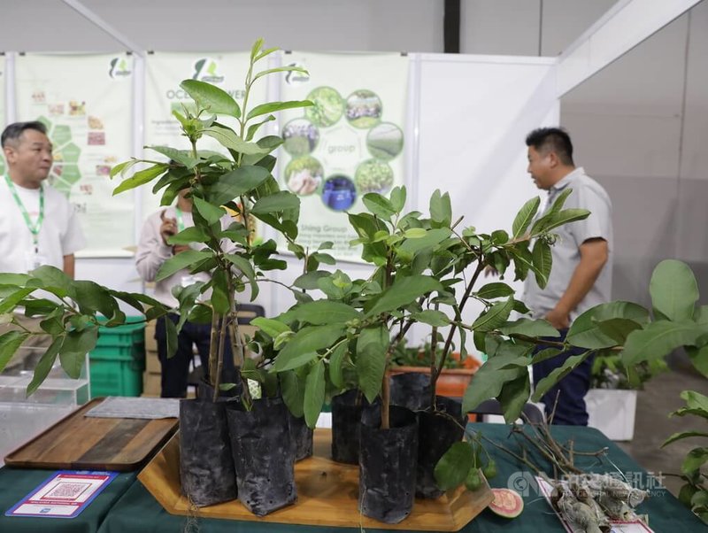 馬來西亞氣候炎熱潮濕，各類農作物在栽培過程中面臨不同病蟲害問題，如何及早發現病徵並尋求適當防治方法，成為農民關注的課題。中央社記者黃自強吉隆坡攝　115年9月15日
