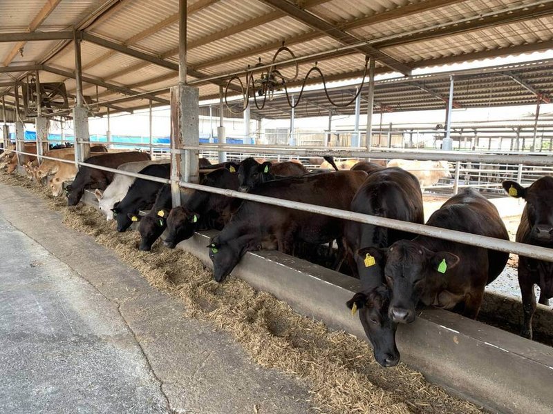 國產肉牛育種新突破，農業部畜產試驗所輔導業者培育出「安格斯黃牛」，較目前國內肉牛主力「荷蘭乳公閹牛」，飼養期縮短1至2個月。（畜產試驗所提供）中央社記者汪淑芬傳真　115年9月16日