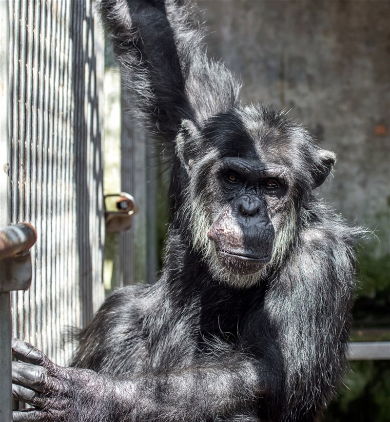 台北市立動物園17日下午表示，非洲動物區發現44歲雄性黑猩猩「小強」（圖）、11歲「娃智」脫離活動場，園方於下午5時28分麻醉「小強」帶回獸醫室，「娃智」則於下午5時40分被麻醉帶回。（台北市立動物園提供）