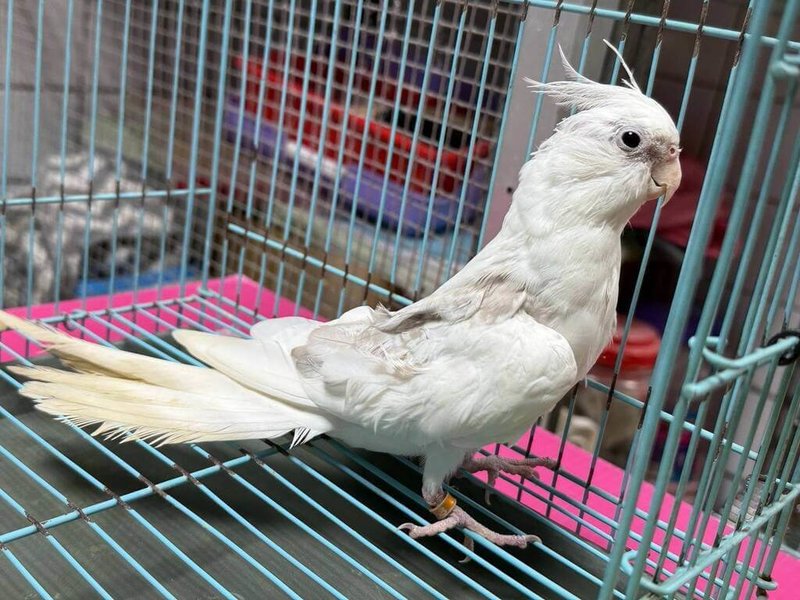 桃園市動物保護處將於20日舉辦非犬貓特寵認養活動，開放認養動物中有多種不同品種的鸚鵡。（動保處提供）中央社記者葉臻傳真　115年9月18日