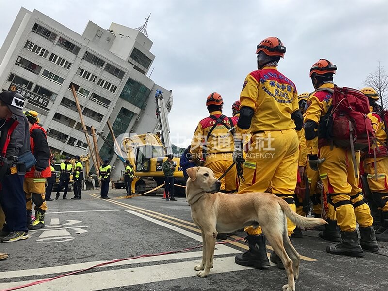花蓮深夜強震，雲門翠堤大樓傾斜嚴重，特搜中隊與搜救犬加入救援行列。中央社記者孫仲達攝　107年2月7日