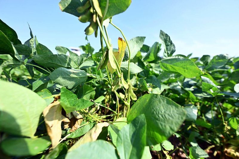 苗栗縣政府農業處24日指出，7月下旬至9月上旬是大豆生長期，但因8、9月間幾波短延時強降雨，苗栗黑豆植株嚴重落花、黃化，導致結莢率不佳，甚至出現許多「空包彈」，災損嚴重。（苗栗縣政府提供）中央社記者管瑞平傳真 115年9月24日