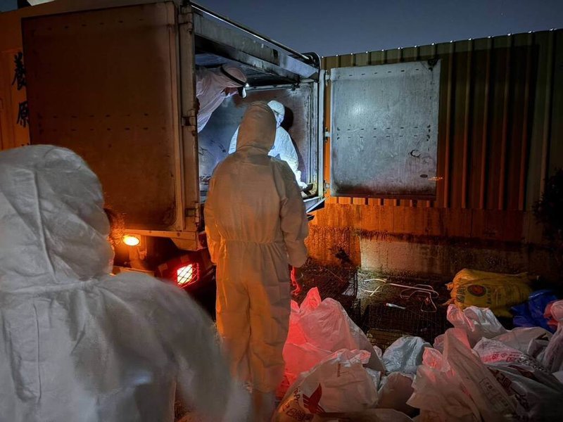 桃園市大園區一處畜牧場禽隻確診H5N1高病原性禽流感,是8年以來首例,桃園農業局撲殺場內2500隻珍珠雞,禽屍則由防漏密閉專車運往化製場,進行高溫無害化銷毀。(桃園農業局提供)中央社記者葉臻傳真 115年9月25日