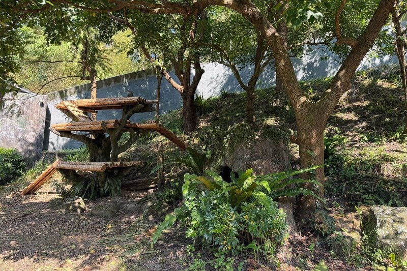 台北市立動物園25日指出，大貓熊原棲息環境為山地森林，喜歡涼爽環境，由於台北夏日高溫潮濕，大貓熊多在有空調的室內活動。隨著暑假結束、天氣轉涼，團隊持續觀察氣溫與天候變化，評估何時使用戶外活動場，目前場地整備工作已告一段落。（台北市立動物園提供）中央社記者葉蓁芸傳真　115年9月25日