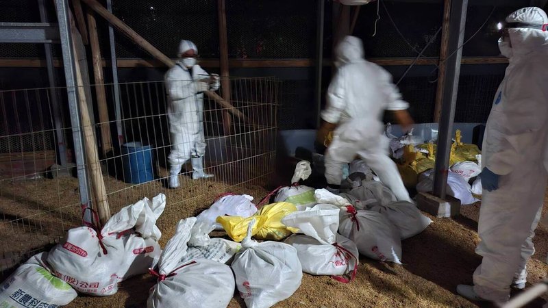 桃園市大園區一處畜牧場禽隻確診H5N1高病原性禽流感，是8年以來首例，桃園農業局撲殺場內2500隻珍珠雞、銷毀禽屍，並清消環境。（桃園農業局提供）中央社記者葉臻傳真　115年9月25日