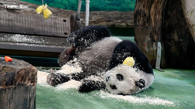 台北市立動物園照養團隊在25日中秋節特別為大貓熊準備月兔造型的氣味豐富化玩具，大貓熊開心玩耍，把布包咬開後，順勢在木屑中打滾。（台北市立動物園提供）中央社記者葉蓁芸傳真　115年9月25日