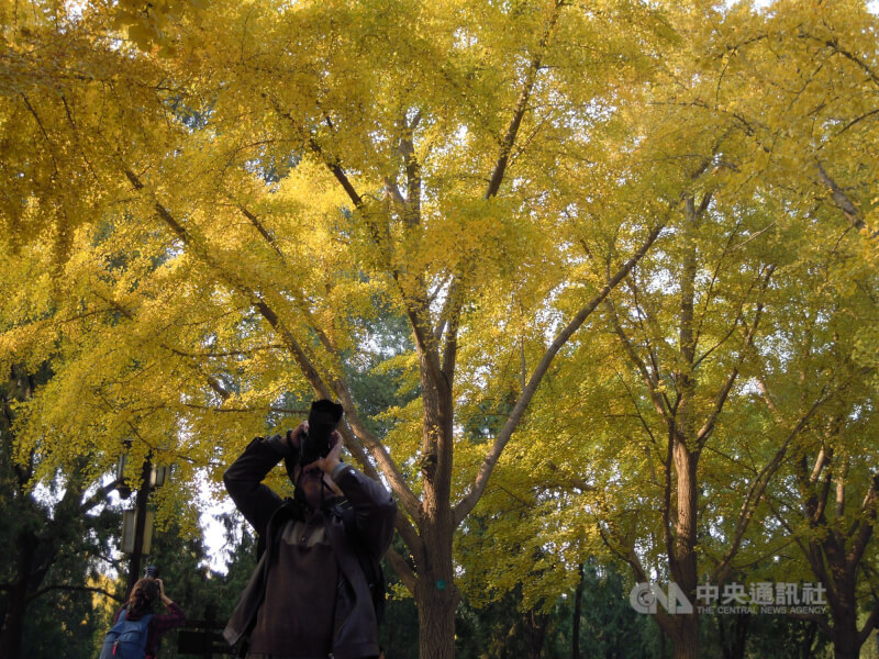 圖為中國北京地壇公園銀杏大道。（中央社檔案照片）