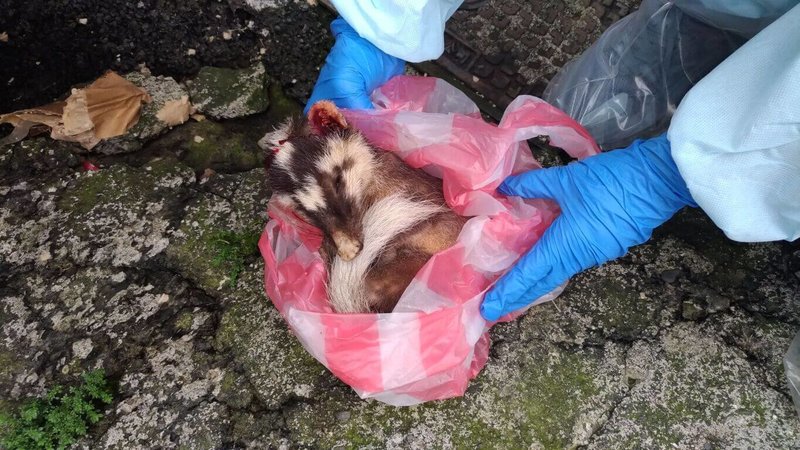 屏東縣瑪家鄉排灣村有民眾發現鼬獾出現在住家1樓屋簷下空間，因察覺其白天出沒行為有異，通報屏東縣動物防疫所，經送檢確認為狂犬病。（屏東縣動物防疫所提供）中央社記者黃郁菁傳真　115年10月2日
