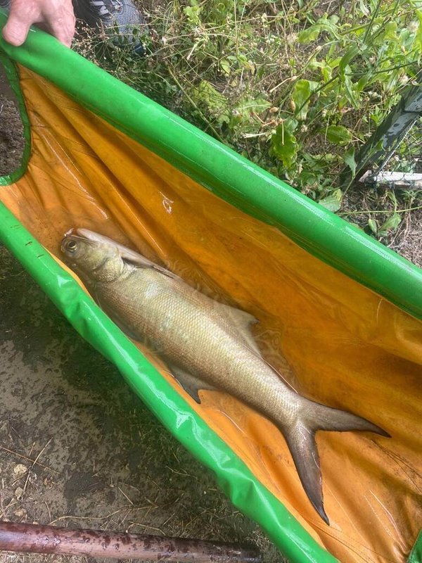 台灣養殖午仔魚超過20年，面臨遺傳基因逐漸窄化風險，農業部水產試驗所近年啟動野生午仔魚種原收集，114年捕捉到2尾，培育1年後，有良好的生長表現及作為育種種原的發展潛力。（水試所提供）中央社記者汪玫淑芬傳真  115年10月7日