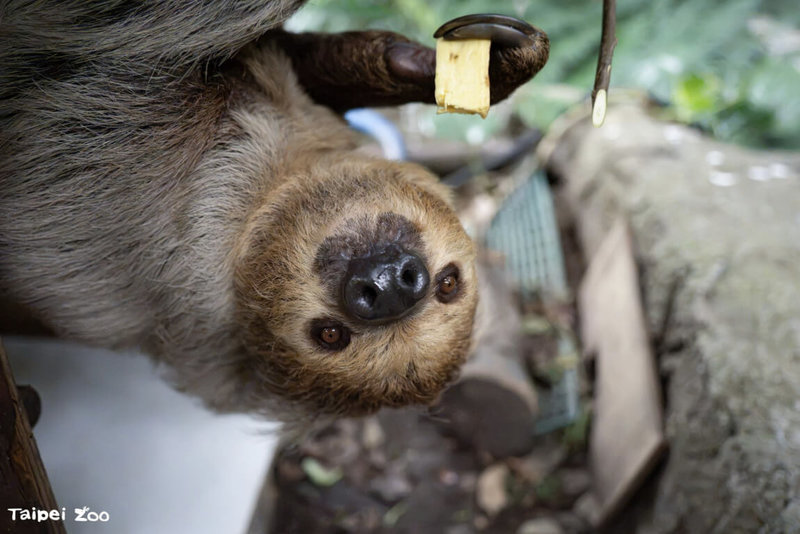 每年10月20日是國際樹獺日,台北市立動物園分享,樹獺吃的是能量密度相對低的植物性食物,因此演化出低代謝、低能量消耗的生活方式,慢不是單純懶惰,而是牠們的生存之道。(北市動物園提供)中央社記者楊淑閔傳真 115年10月12日