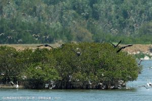 新北淡水河紅樹林自然保留區（徐仁修攝）
