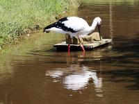 日豐岡米好　東方白鸛知道