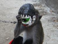 印尼除惡名 重罰耍猴賣藝