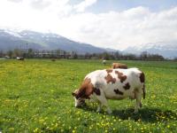 迷你又迷人 列支敦士登