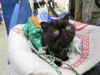 想不到的奢華日寵物超享受