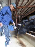 橄欖當飼料 日農養出名牛