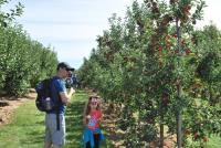加國農人市場 任買家自採 