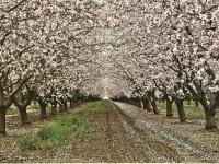 加州富可敵國  活力四射的創新生態