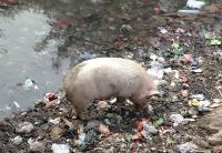 印度垃圾山危機  循環經濟下初綻綠金光芒