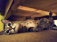 台灣貓奴激增  反映都會人際距離學