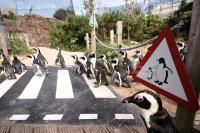 動物園倒閉危機  疫情下反思存廢契機