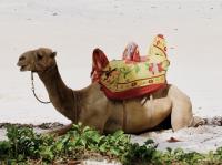 動物王國的海洋風情  在蒙巴薩遇見肯亞古城