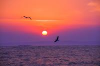 突襲釧路賞夕陽 鮮甜蟹肉震撼味蕾