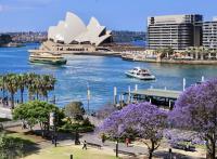 藍花楹嬌綻的春日  遊逛浪漫紫色雪梨