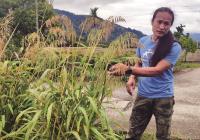 台灣油芒失落半世紀 躋身救糧荒超級食物
