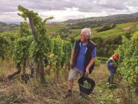 亞爾薩斯採葡萄 法國酒鄉難忘香甜滋味