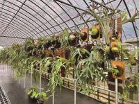 台灣觀葉雨林植物熱 新世代玩出園藝新契機