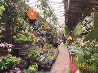 法國浪漫園藝文化  七成家庭擁有一座花園