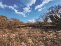 冬遊神話國度濟州島  如浪芒花舞出蒼茫美感
