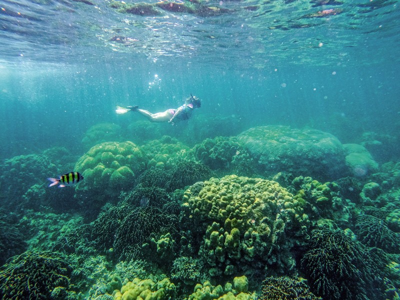 浮潛時未見白化珊瑚，可與魚群恣意共游。