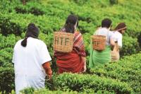 斯里蘭卡茶鄉之旅  避暑勝地啜飲鮮香奶茶