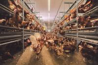 地小人稠力拚科技產蛋  新加坡實現「雞蛋自由」