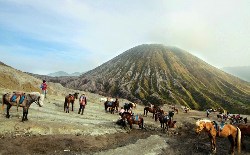 在火山群周邊，馬群其實就像是搭載客人的「計程車」。