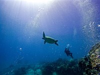 北民答那峨水下天堂    潛水如魚悠遊夢幻樂園