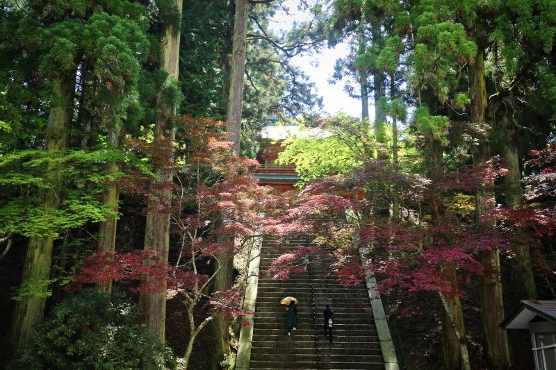 夏日裡的比叡山延曆寺，因紫葉槭而點綴紅葉。