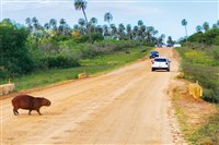 水豚君萌回家鄉阿根廷 療癒經濟找回內心平靜