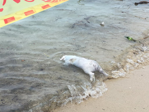 小琉球海岸發現豬屍-非洲豬瘟防疫不能停2