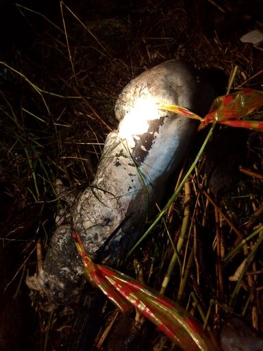 不良養豬業者隨意丟棄死廢畜-危害養豬產業