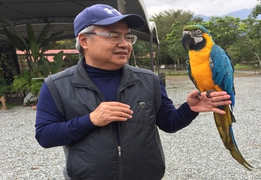 王振宏在兆豐農場與高名氣的金剛鸚鵡合影。