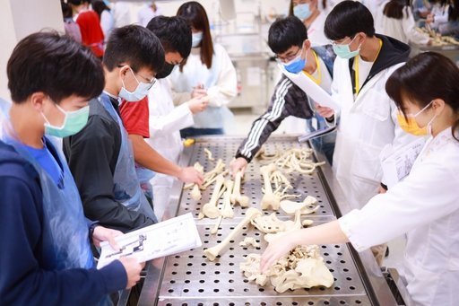 人骨排列觀察的實驗讓高中生們難忘。(義守大學提供)