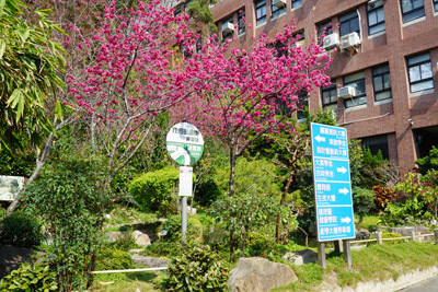 大葉大學的櫻花與綠色校園形成獨特美景
