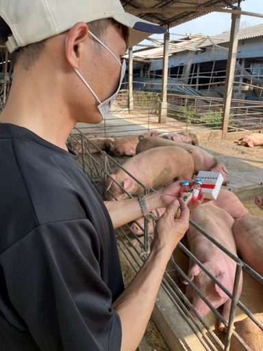 防範豬日本腦炎,家畜所呼籲豬農落實防蚊及疫苗注射