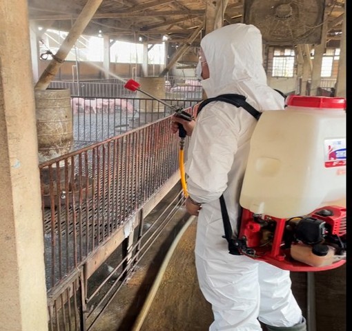 防範豬日本腦炎,家畜所呼籲豬農落實防蚊及疫苗注射