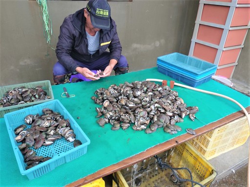 貢寮鮑養殖達人正在幫自家養殖場培育的肥美貢寮鮑做分級。