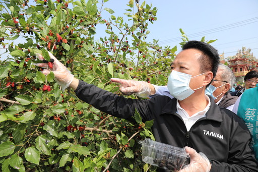 義竹鄉桑椹節熱鬧登場