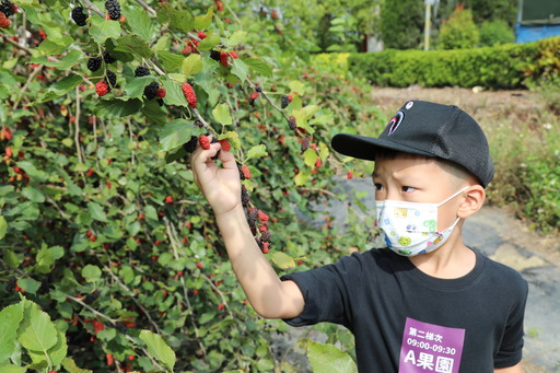 義竹鄉桑椹節熱鬧登場
